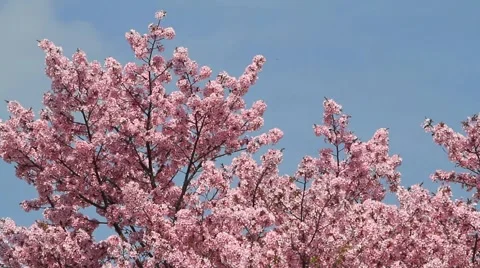 Flowering tree Video stock 3021064
