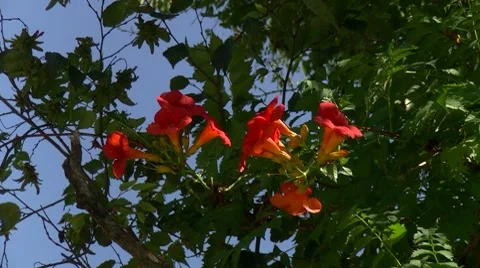 Flowering tree Stock Footage 8601071