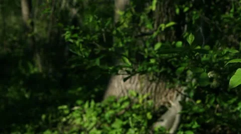 Flowering Tree Stock Footage 10579770