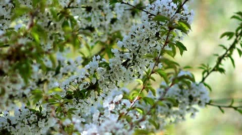 Flowering tree Stock Footage 10911514