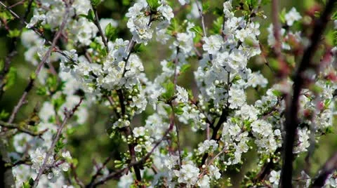 Flowering tree Stock Footage 10911515