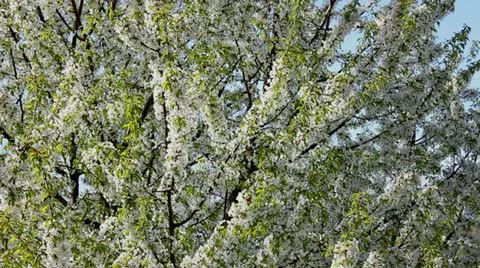 Flowering tree Stock-Footage 10911521