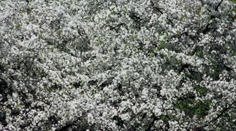 Flowering tree Stock Footage 10911522