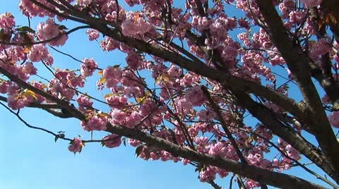 Flowering tree a Stock Footage 12167131