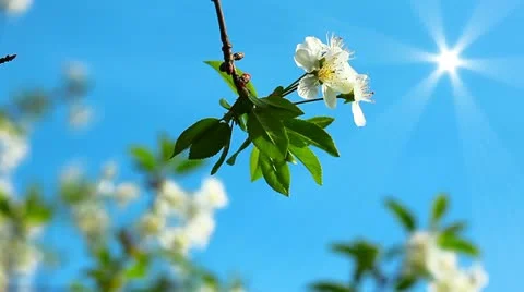 Flowering tree Stock Footage 20445023