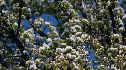 Flowering tree Stock Footage 50096652