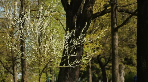 Flowering tree Stock Footage 58187694