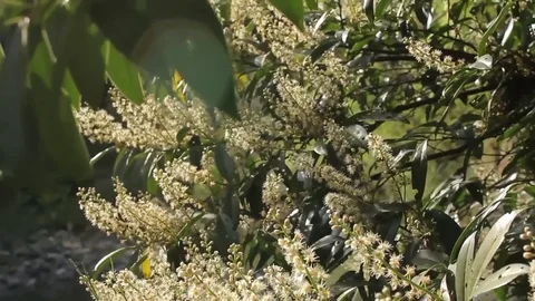 Flowering tree Vidéo 74206741