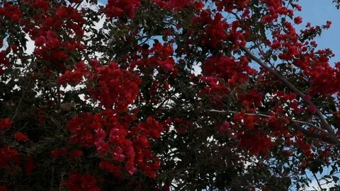 Flowering Tree Stock Footage 102264553