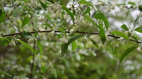 Flowering tree Stock Footage 188521875