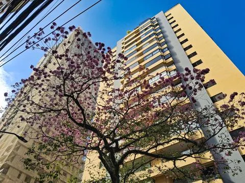 Flowering tree in front of building. Stock Photos