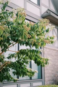 Flowering tree in front of modern house window Stock Photos