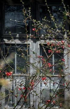 Flowering tree in front of the window of an old house. Stock Photos