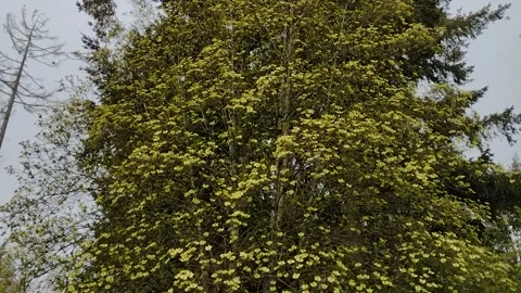 Flowering tree full of blooms swaying in the rain with sound Stock Footage 189016976