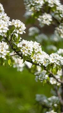 Flowering tree in the garden Stock Photos