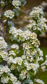 Flowering tree in the garden Stock Photos