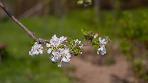 A flowering tree in the garden Stock Photos