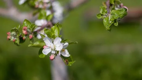 A flowering tree in the garden Stock Photos
