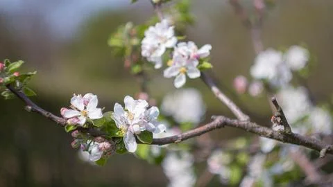 A flowering tree in the garden Stock Photos