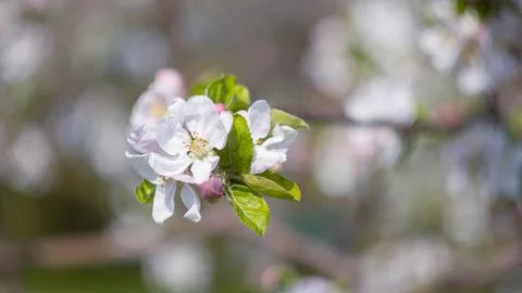 A flowering tree in the garden Stock Photos