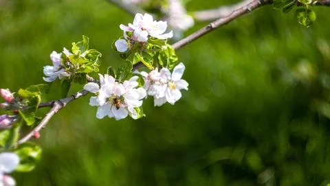 A flowering tree in the garden Stock Photos