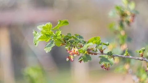 A flowering tree in the garden Stock Photos