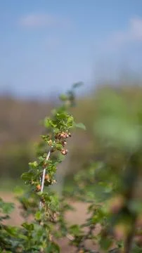 A flowering tree in the garden Stock Photos