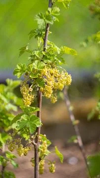 A flowering tree in the garden Stock Photos