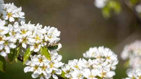 A flowering tree in the garden Stock Photos