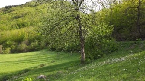 Flowering tree in the grass, view rising from the ground to the top. Stock-Footage 156411915