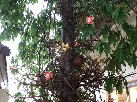 Flowering tree in Koh Samui Stock Footage 71824543