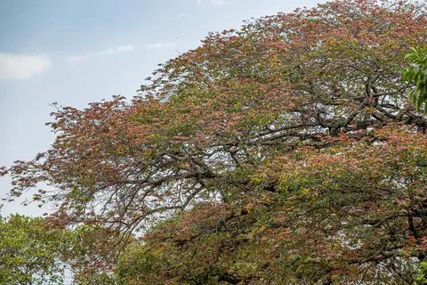 Flowering Tree Leaves Stock Photos