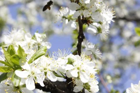 The flowering tree. Life. Spring. The sun Stock Photos