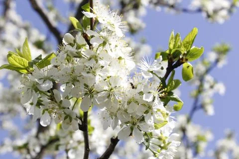The flowering tree. Life. Spring. The sun Stock Photos