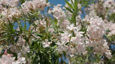Flowering tree with light pink flowers Stock Footage 219948470