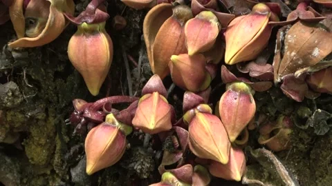 Flowering tree, Malaysia Stock Footage 159636236