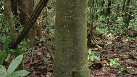 Flowering tree, Malaysia Stock Footage 159636344