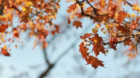 A flowering tree is a maple in the rays of the setting sun. Video stock 89775140