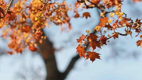 A flowering tree is a maple in the rays of the setting sun. Stock Footage 89776274