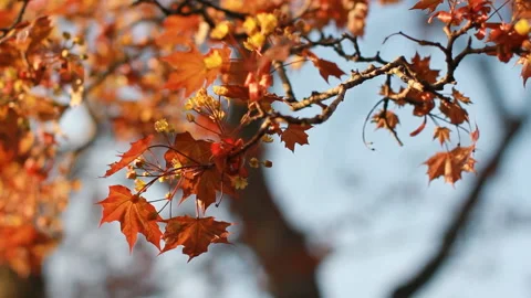 A flowering tree is a maple in the rays of the setting sun. Stock Footage 89832571