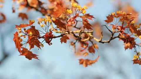 A flowering tree is a maple in the rays of the setting sun. Stock Footage 89834260