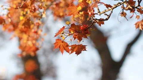 A flowering tree is a maple in the rays of the setting sun. Video stock 89835022