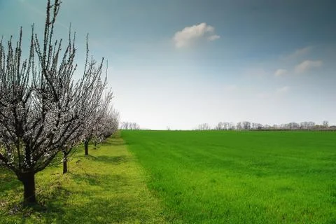 Flowering tree in meadow Stock Photos