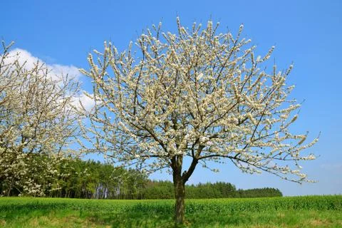Flowering tree on meadow. Stock Photos