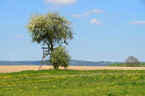 Flowering tree in the middle of spring meadow Stock Photos