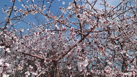 Flowering tree or shrub in bloom with white and light pink blossoms  on branches Stock Footage 232968074
