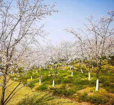 Flowering Tree Orchard Under a Clear Blue Sky Fotos Stock
