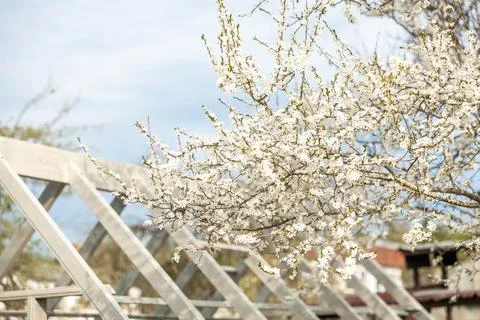 Flowering Tree Over Freshly Painted Wooden Greenhouse Frame Stock Photos