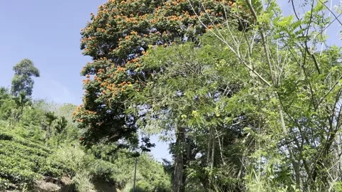Flowering Tree Over Rural Road in Tropical Sri Lanka Stock Footage 331663466