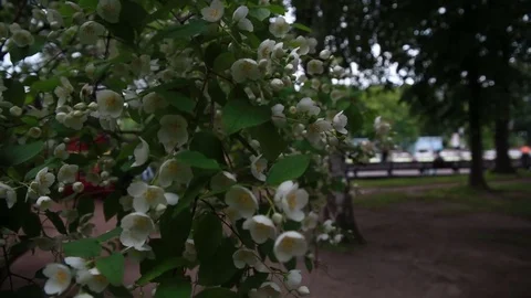 A flowering tree in the park Stock Footage 77763963